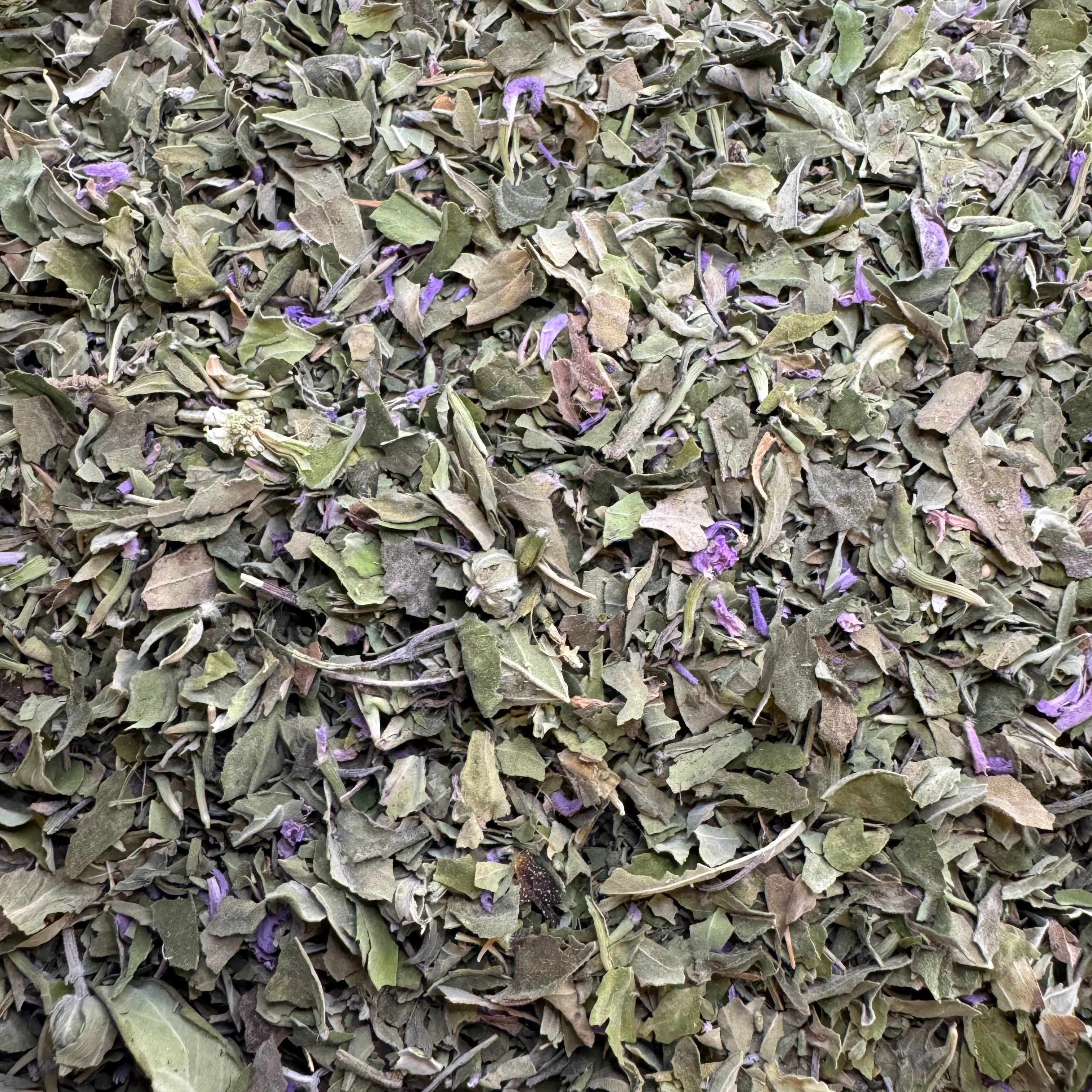 Bee Balm (Monarda fistulosa)