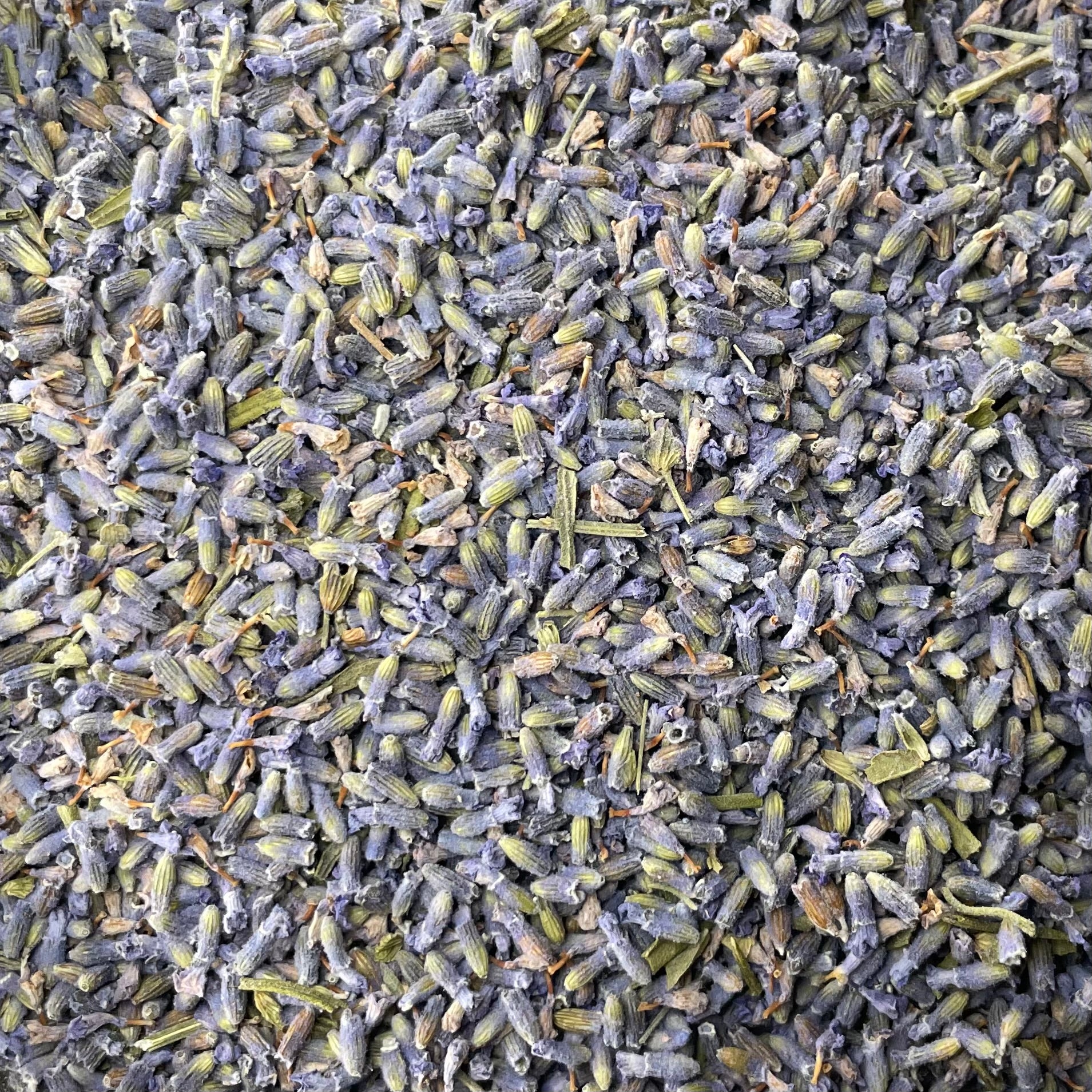 Lavender (Lavandula angustifolia)