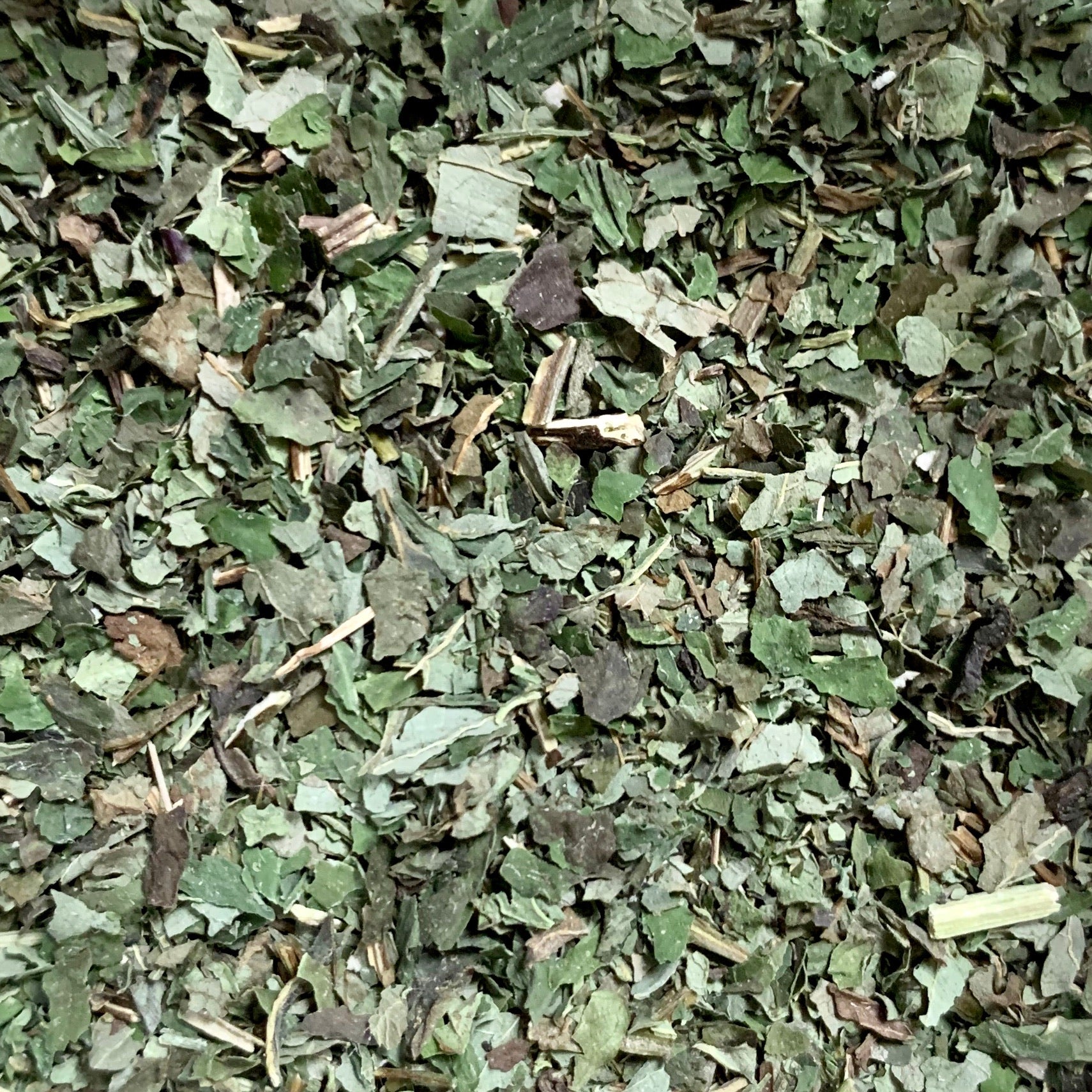 Lemon Balm (Melissa officinalis)