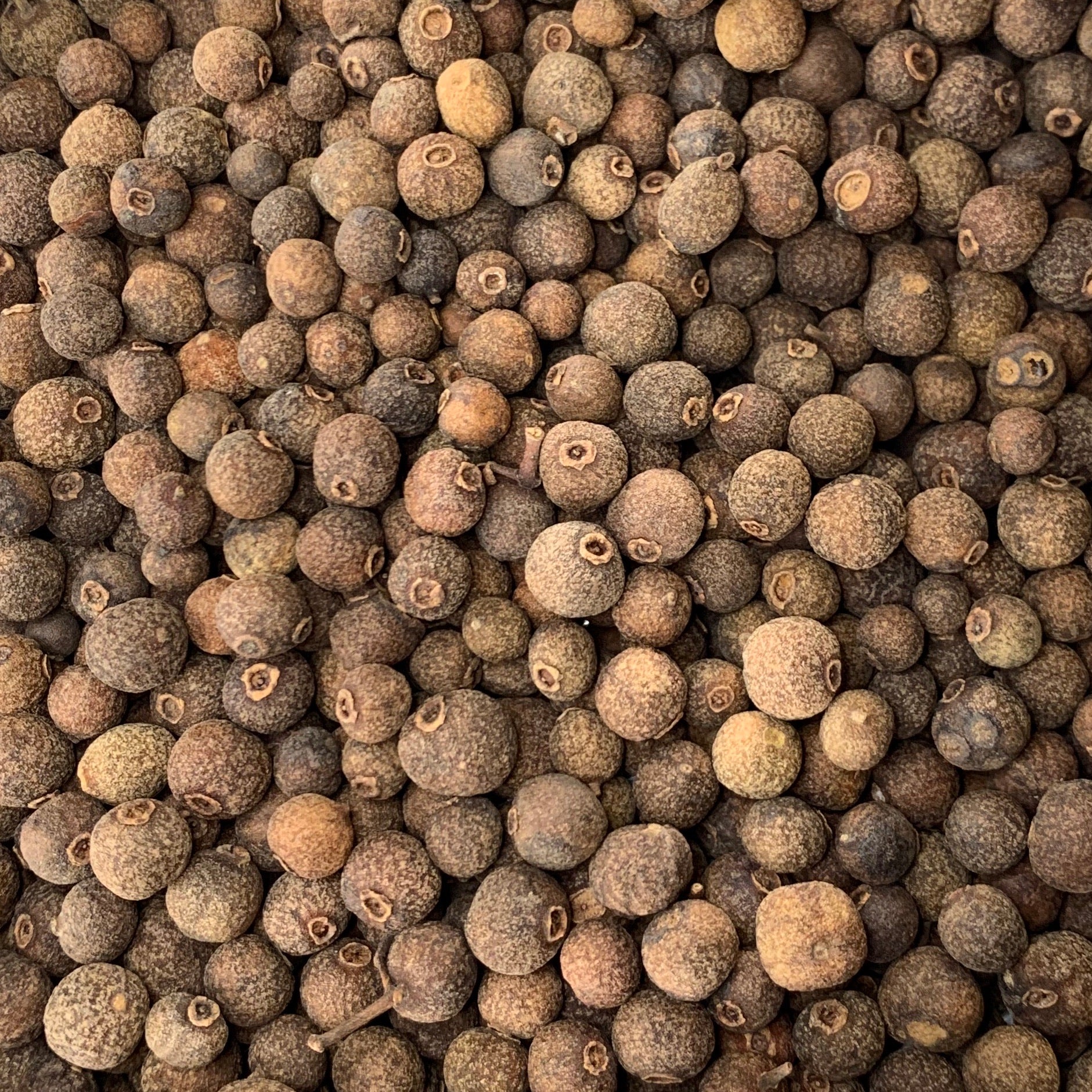 Allspice (Pimenta dioica)