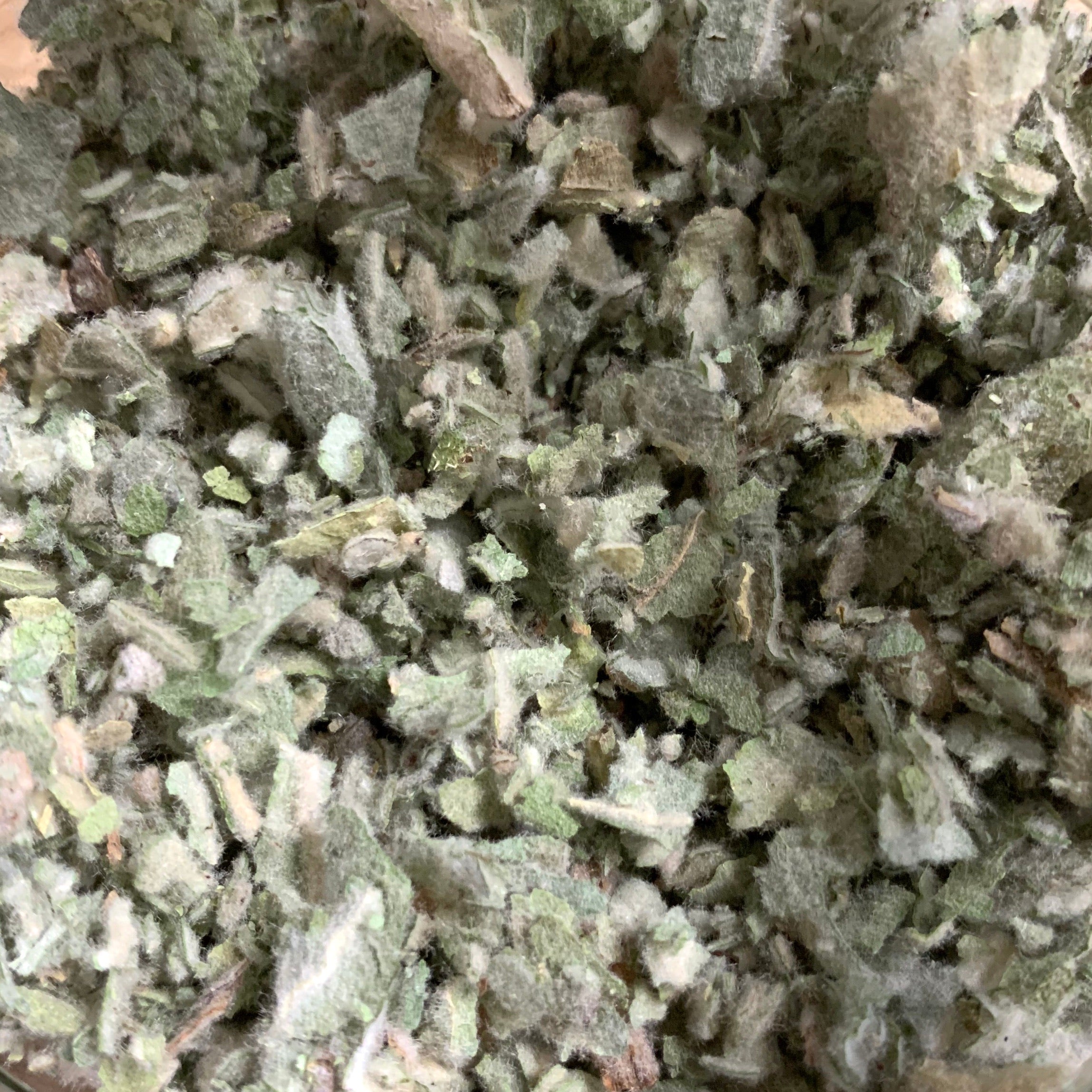 Mullein Leaf (Verbascum thapsus)