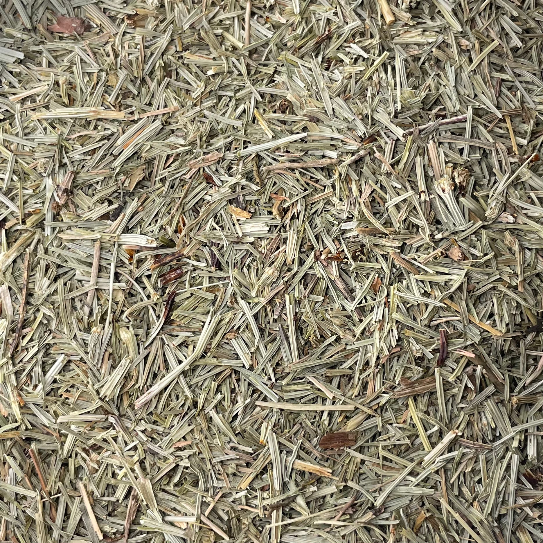 Horsetail (Equisetum arvense)