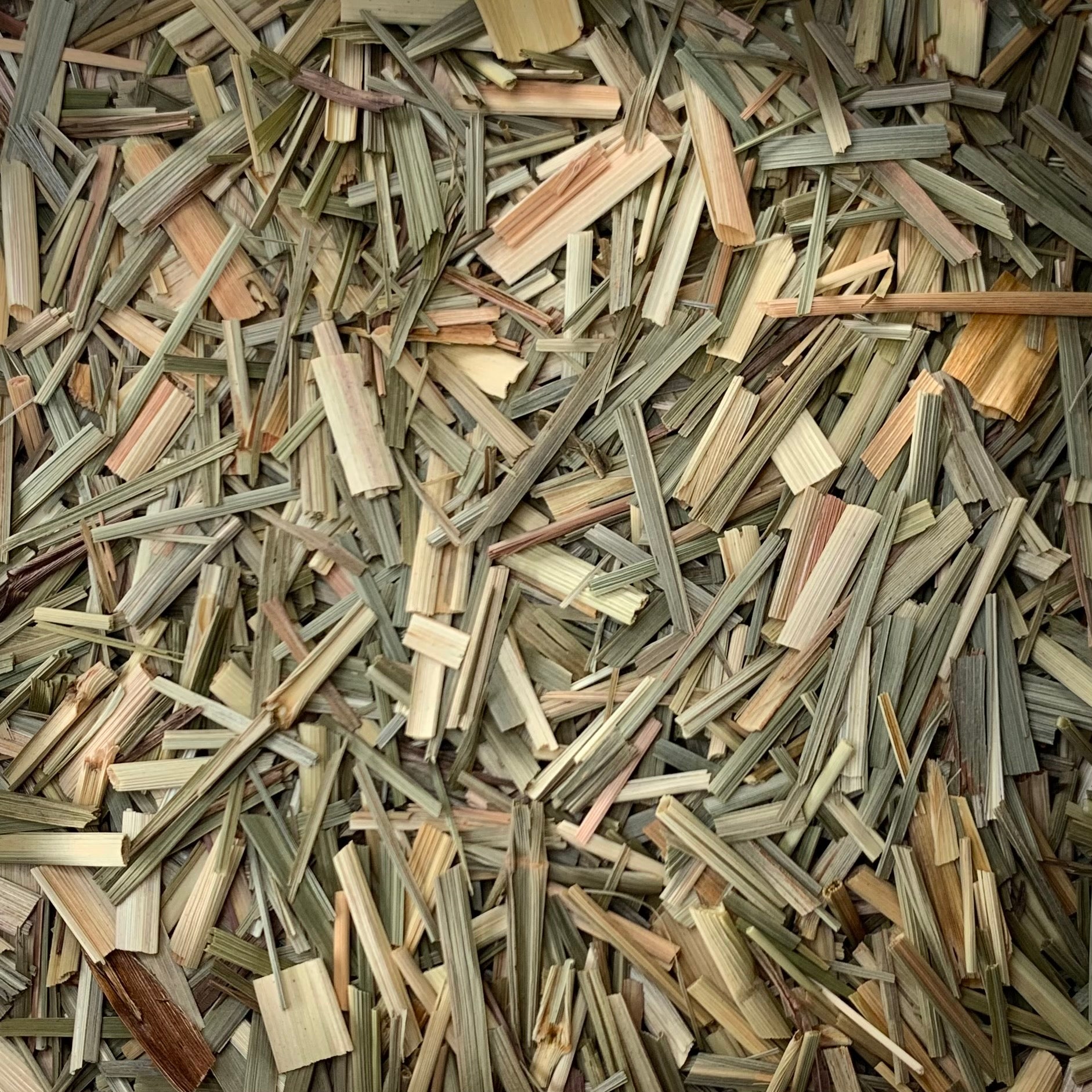 Lemongrass (Cymbopogon citratus)