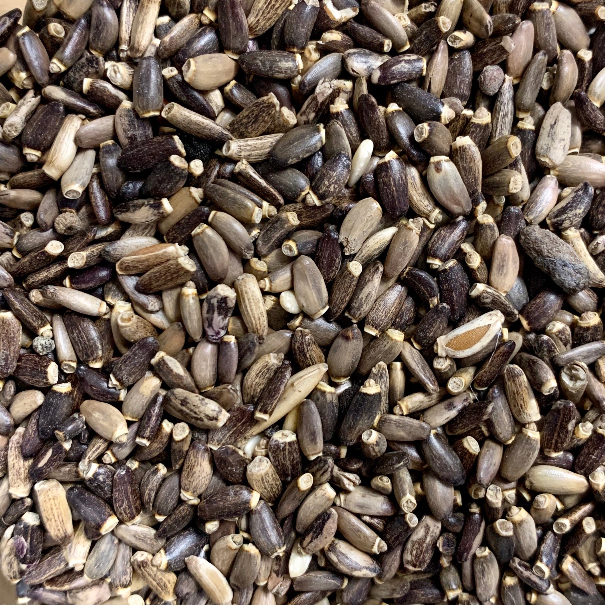 Milk Thistle (Silybum marianum)