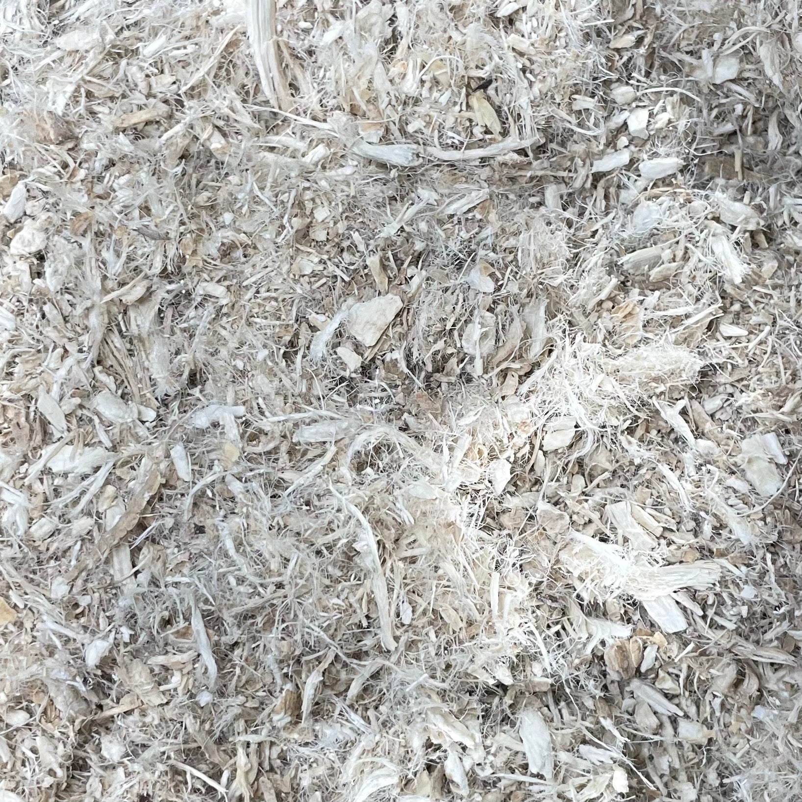 Marshmallow Root (Althaea officinalis)