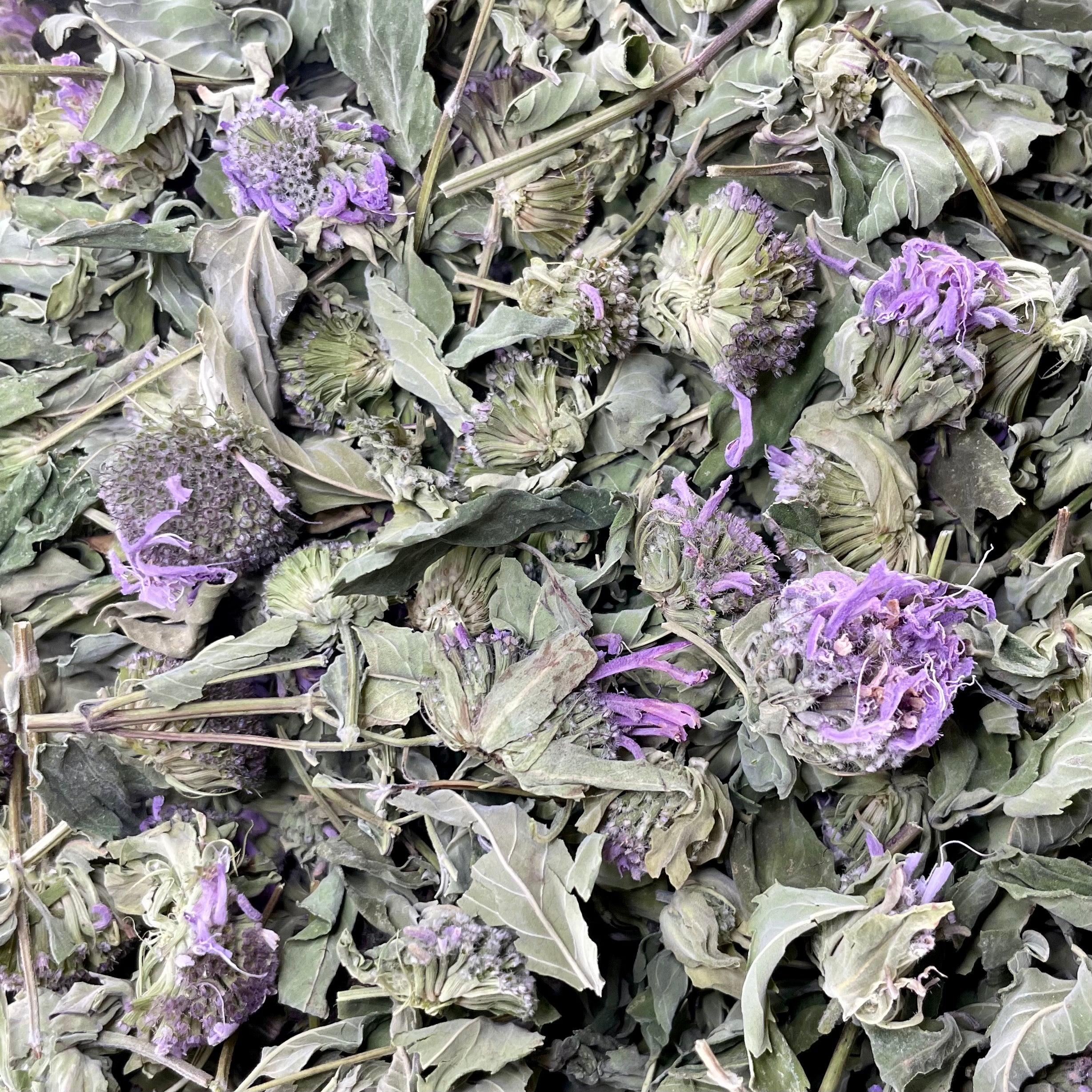 Bee Balm Monarda fistulosa