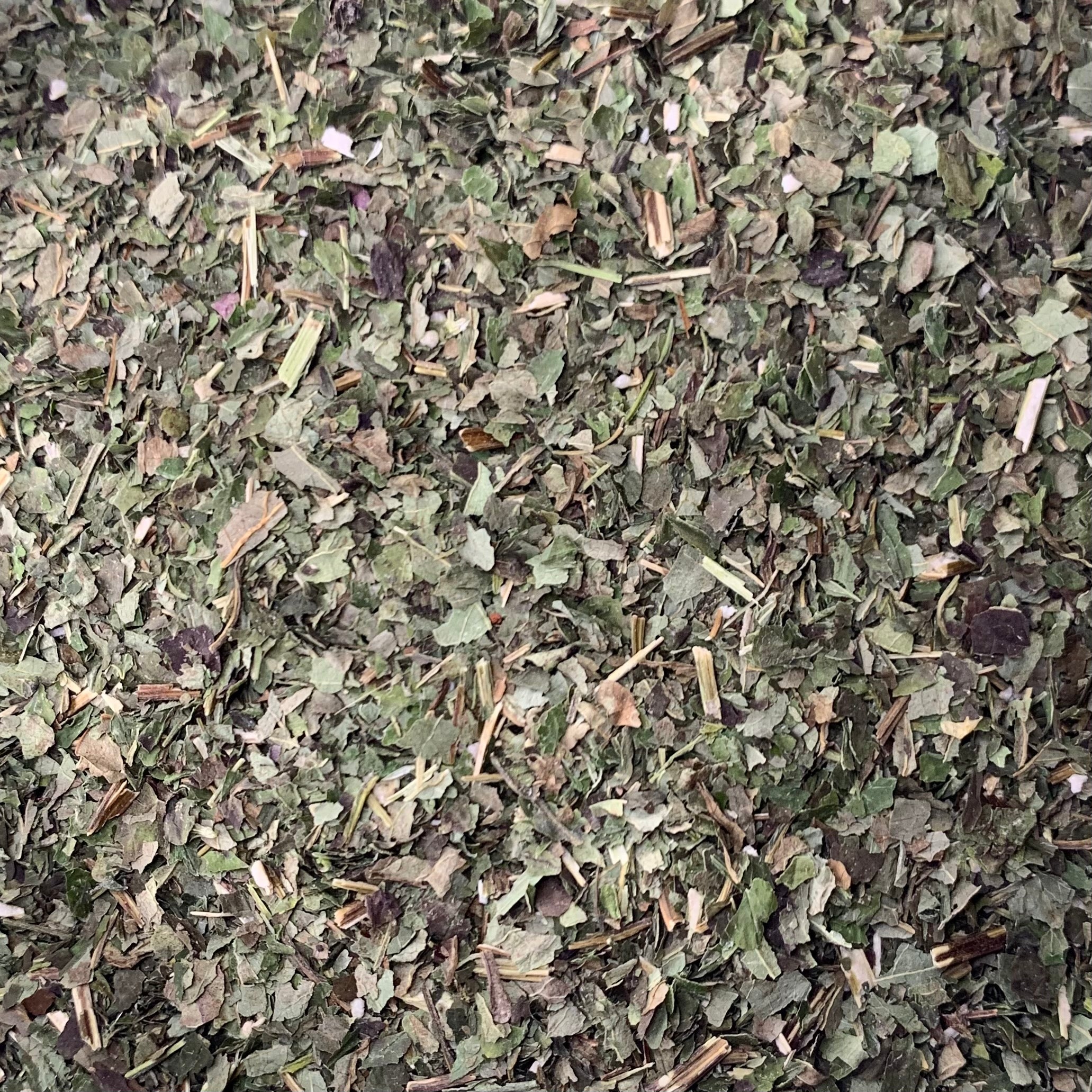 Lemon Balm (Melissa officinalis)