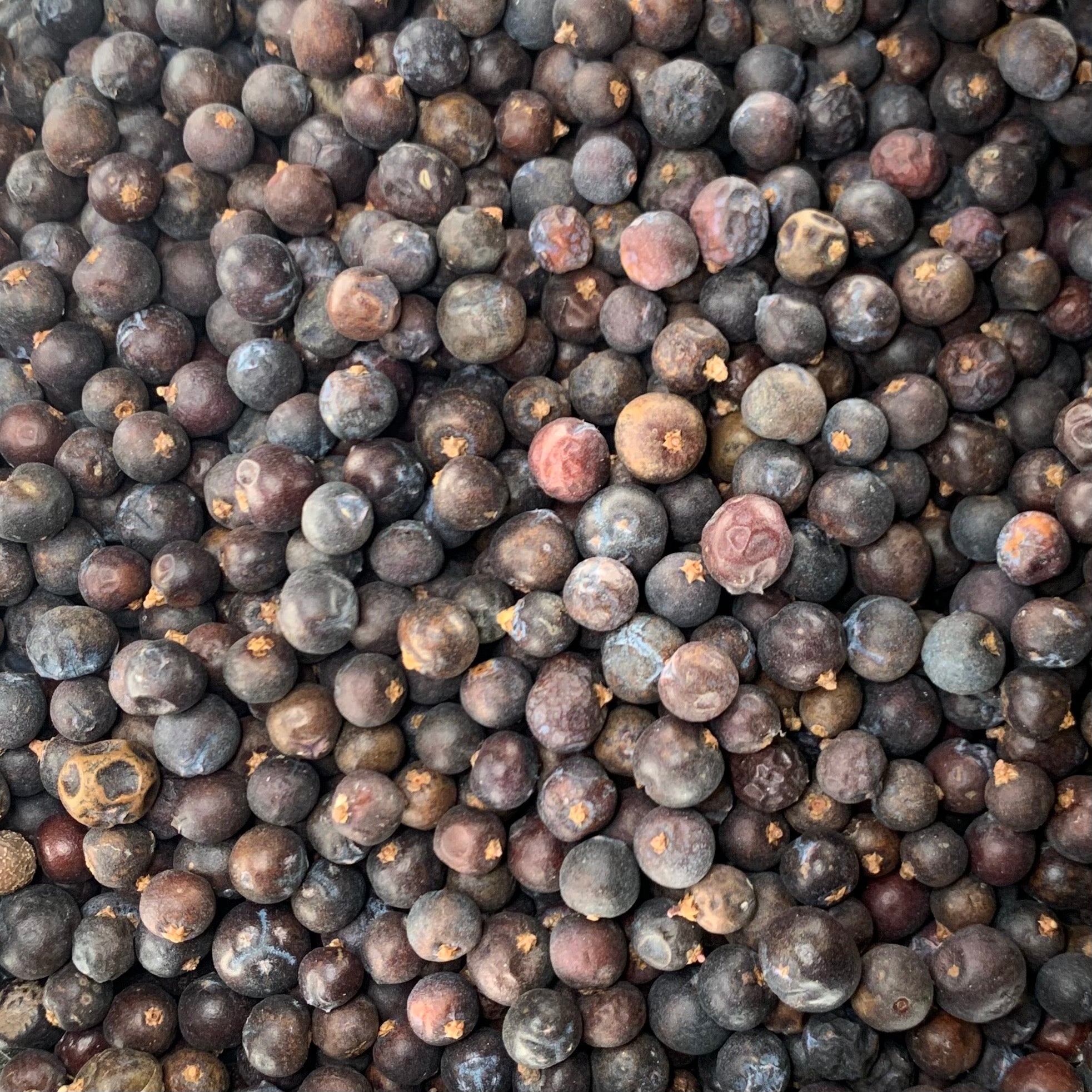Juniper Berries (Juniperus communis)