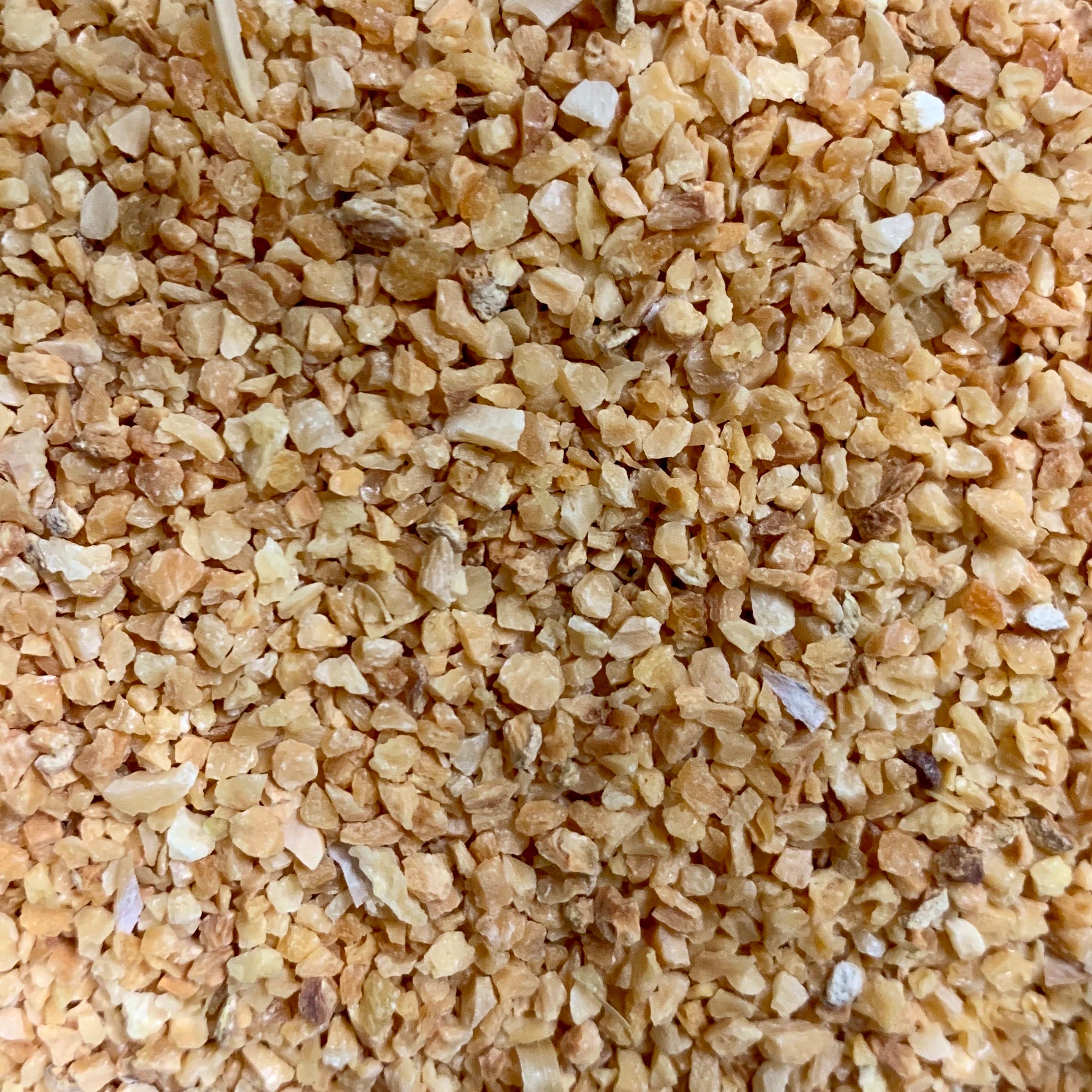 Garlic (Allium sativum)