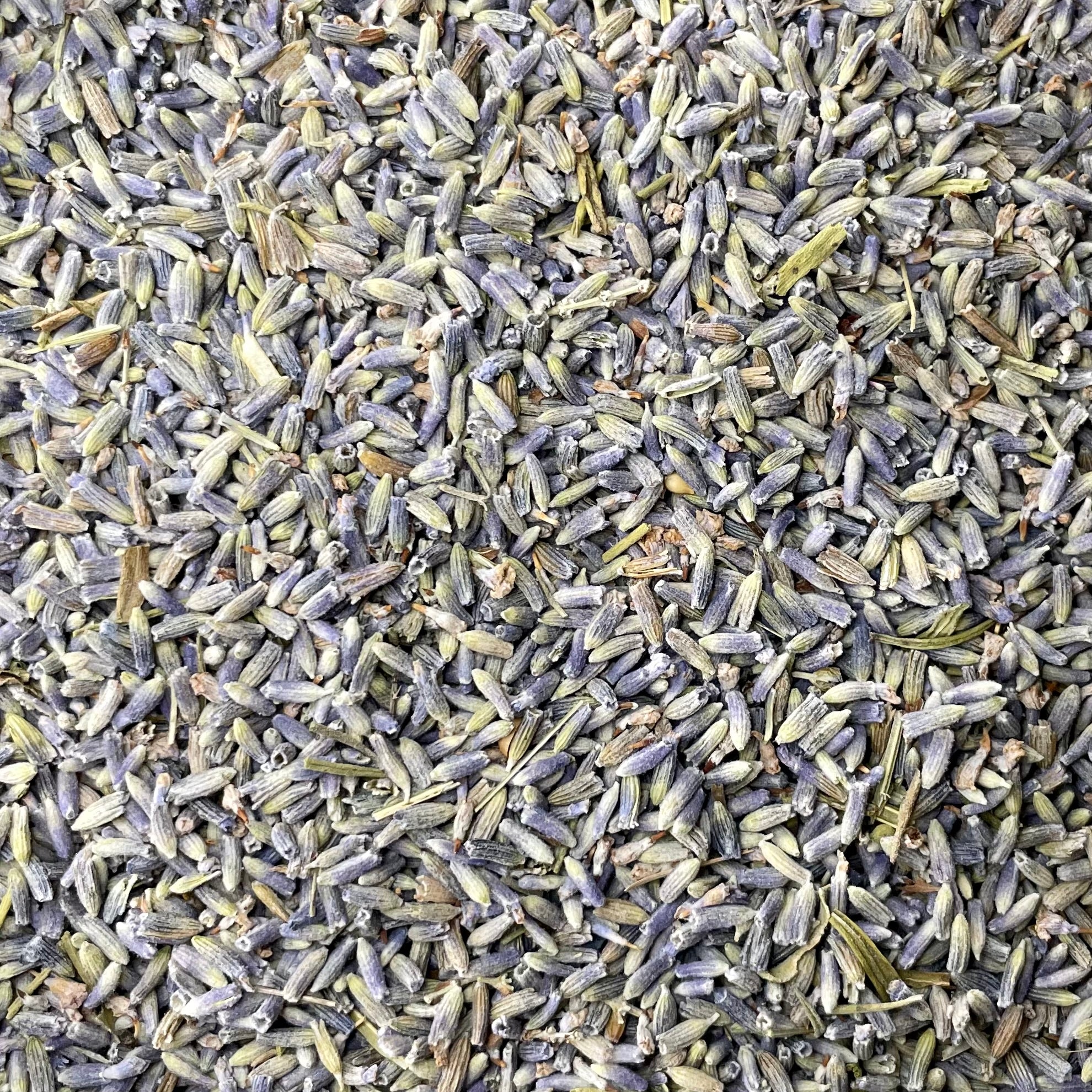 Lavandin (Lavandula x intermedia)