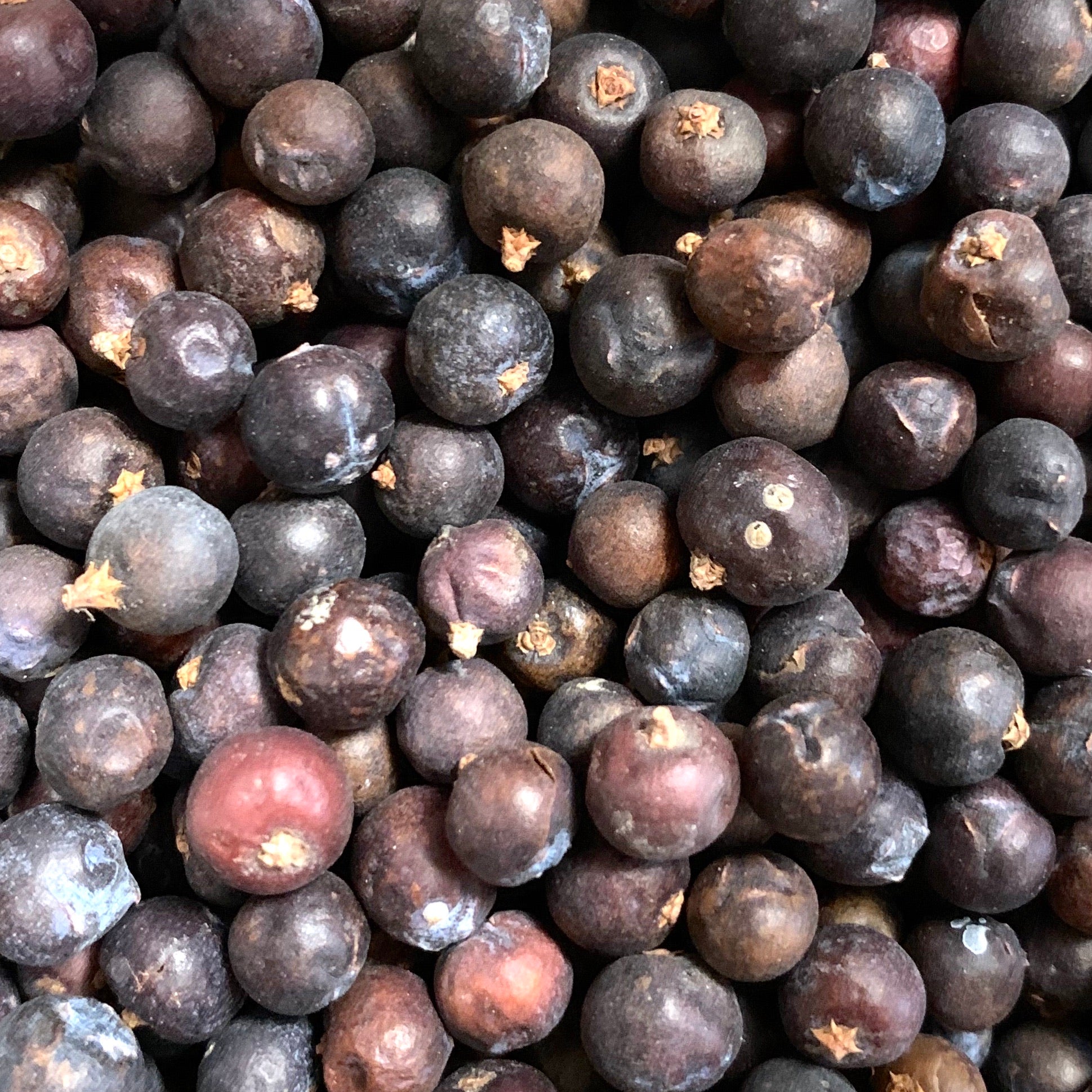 Juniper Berries (Juniperus communis)