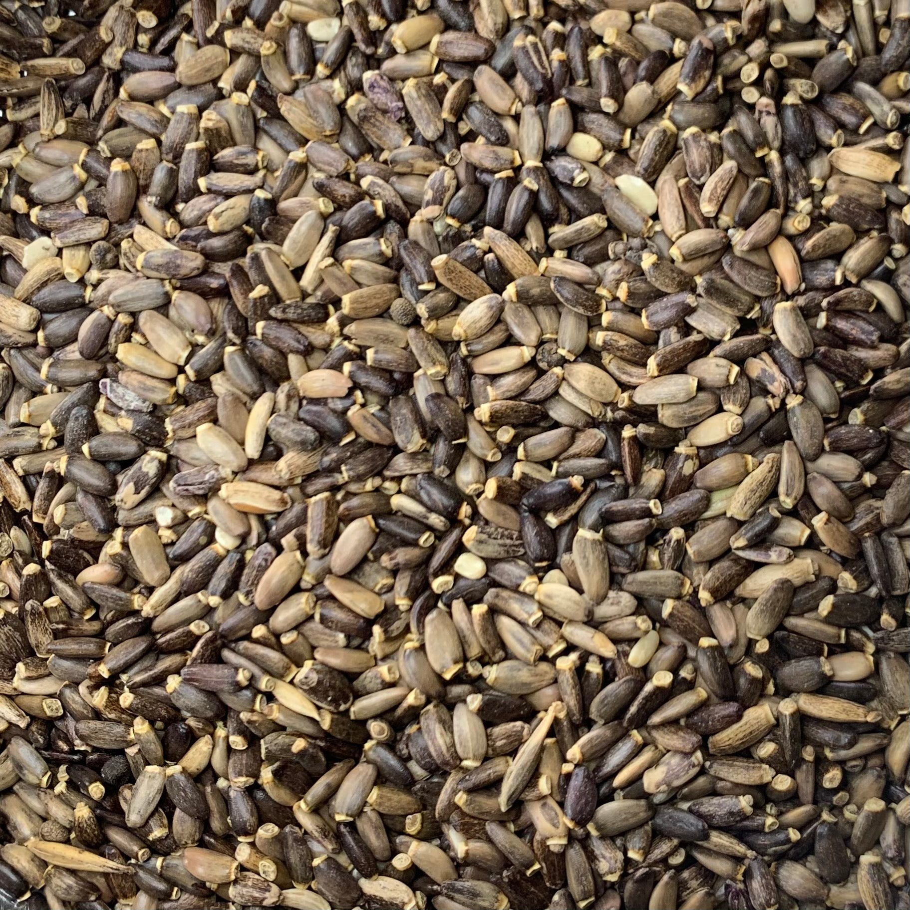 Milk Thistle (Silybum marianum)