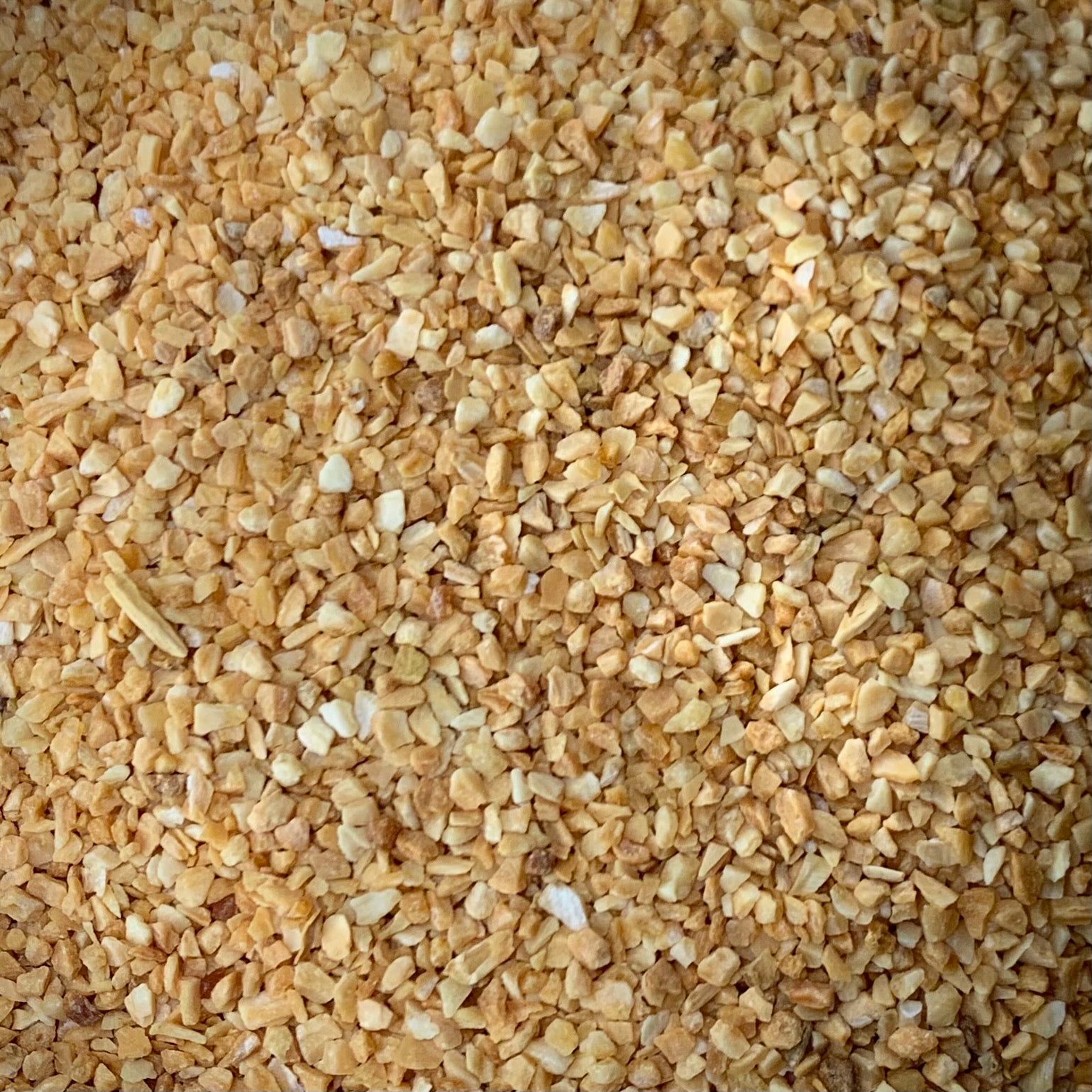 Garlic (Allium sativum)