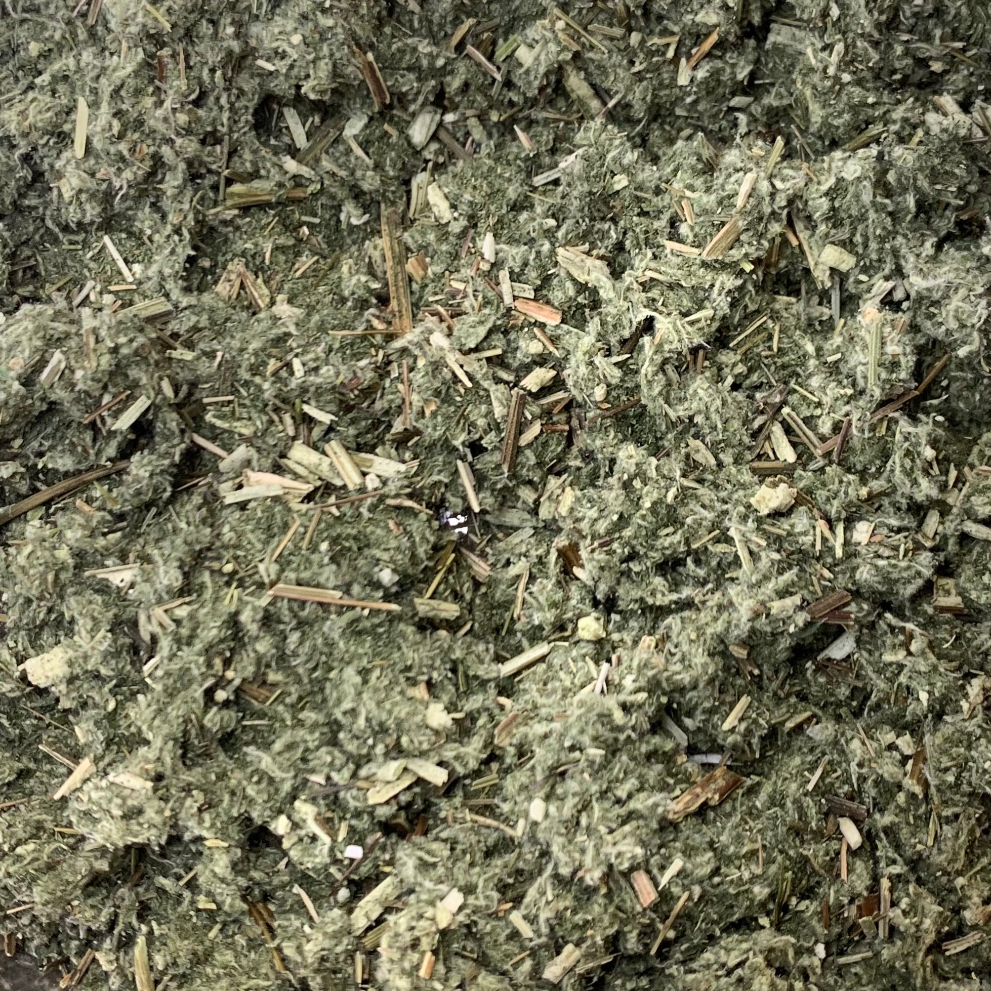 Mugwort (Artemisia vulgaris)