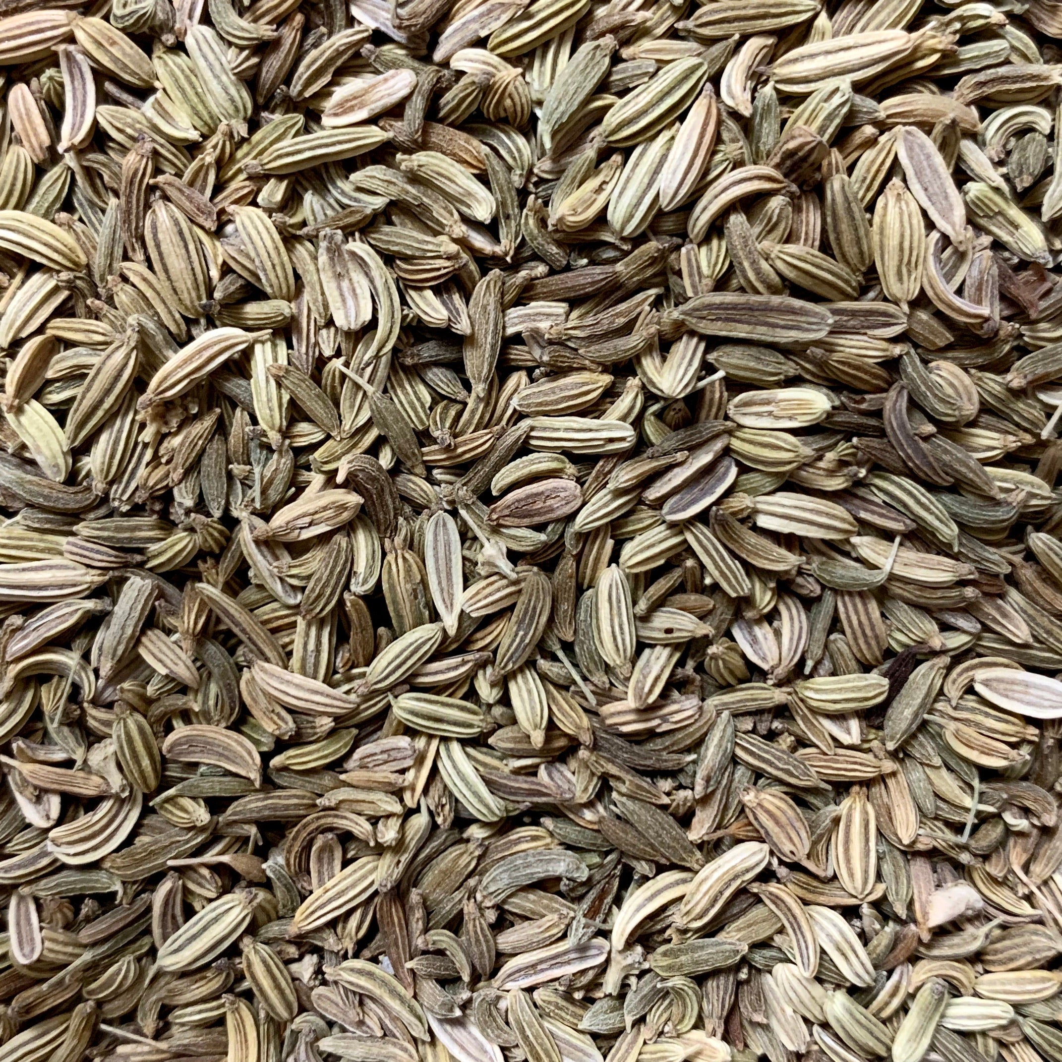 Fennel (Foeniculum vulgare)