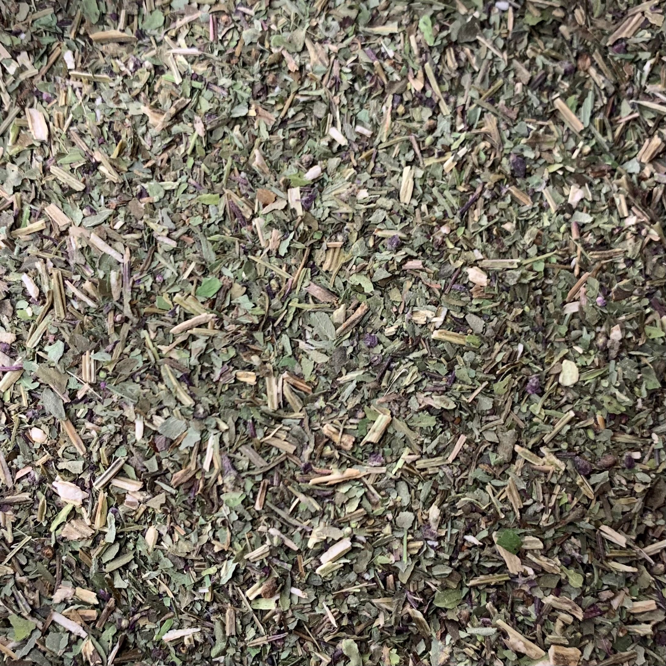 Tulsi "Kapoor" (Ocimum x africanum)