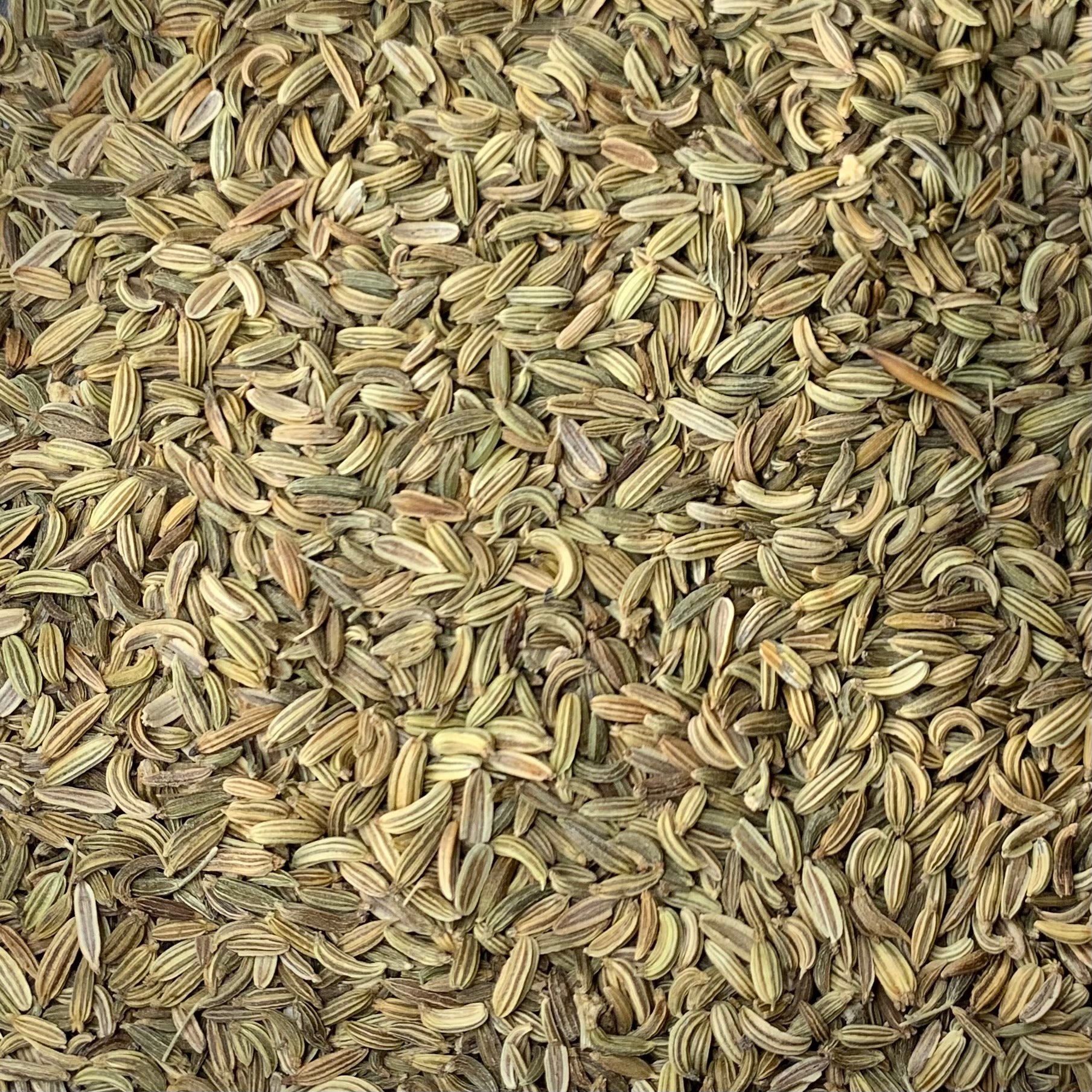 Fennel (Foeniculum vulgare)