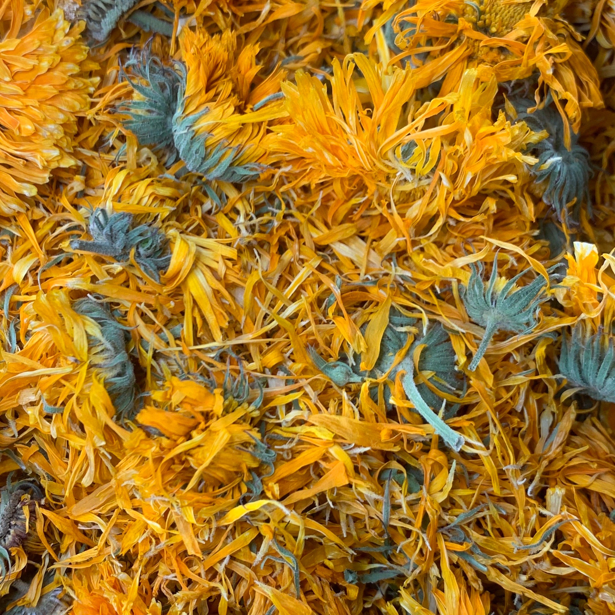 Calendula (C. officinalis)