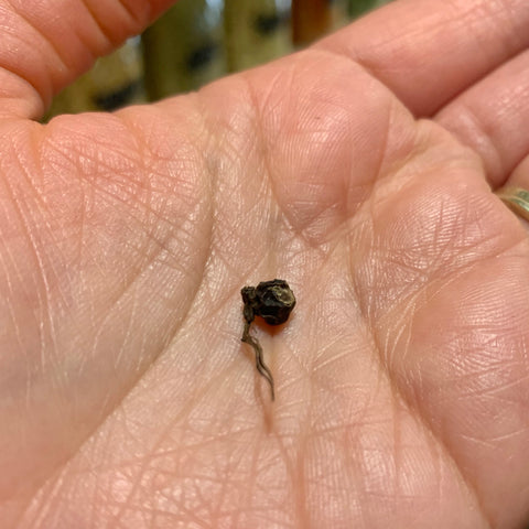 My giant hand holding a tiny black peppercorn with a stem