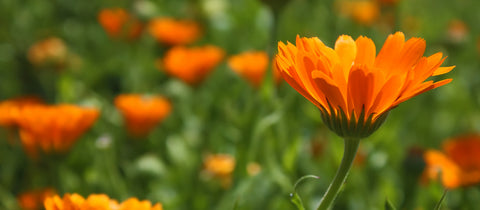 Calendula Flowers in a wooden spoon on a table