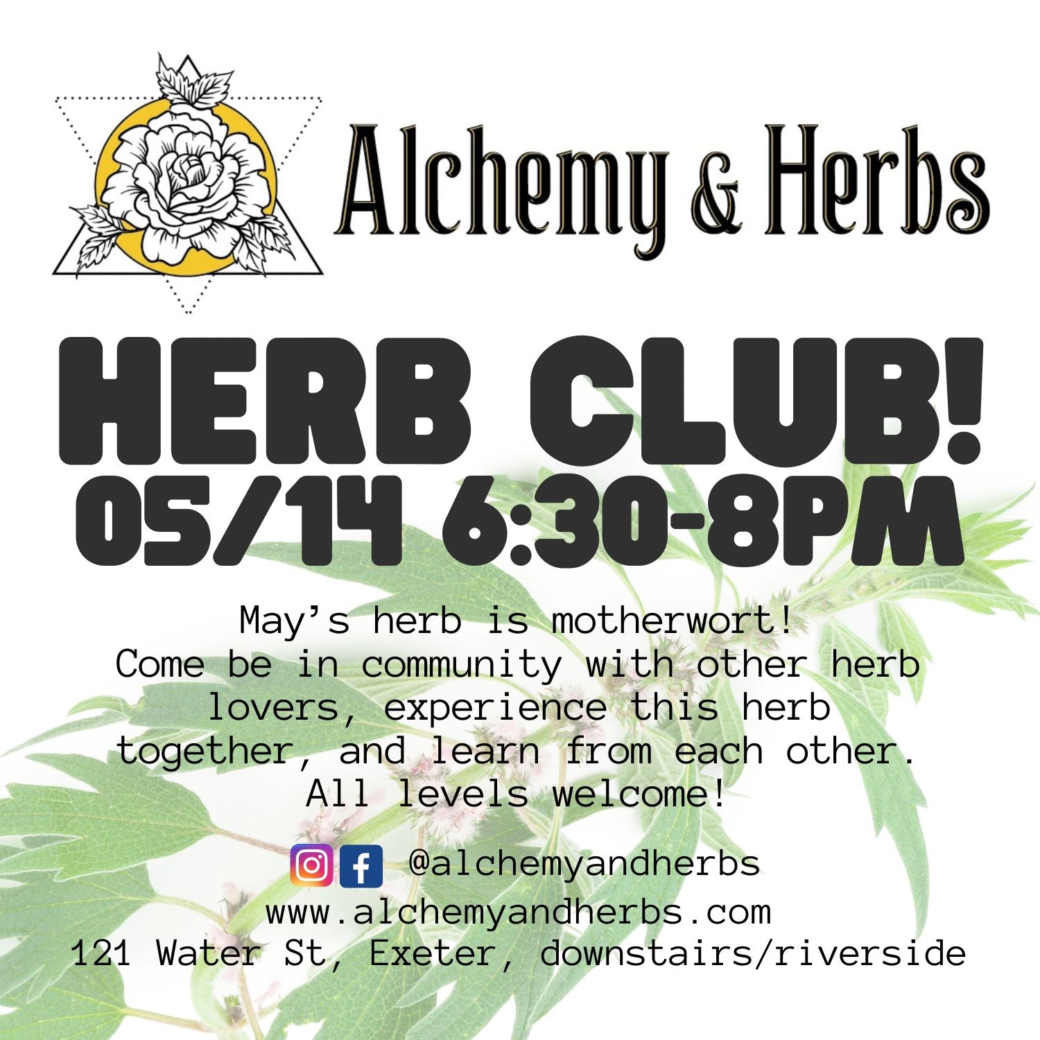 Herb Club - Motherwort