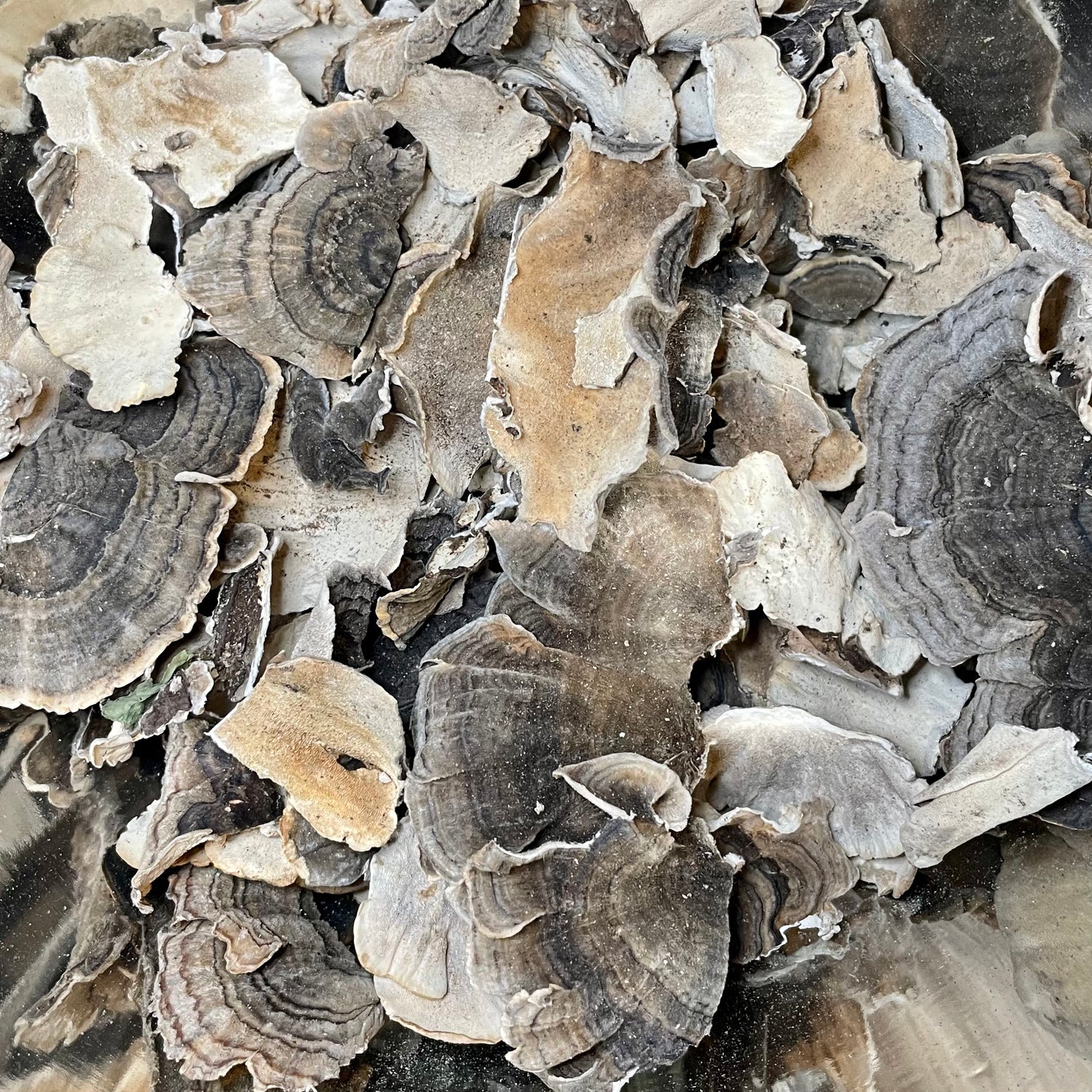 Turkey Tail  (Trametes versicolor)