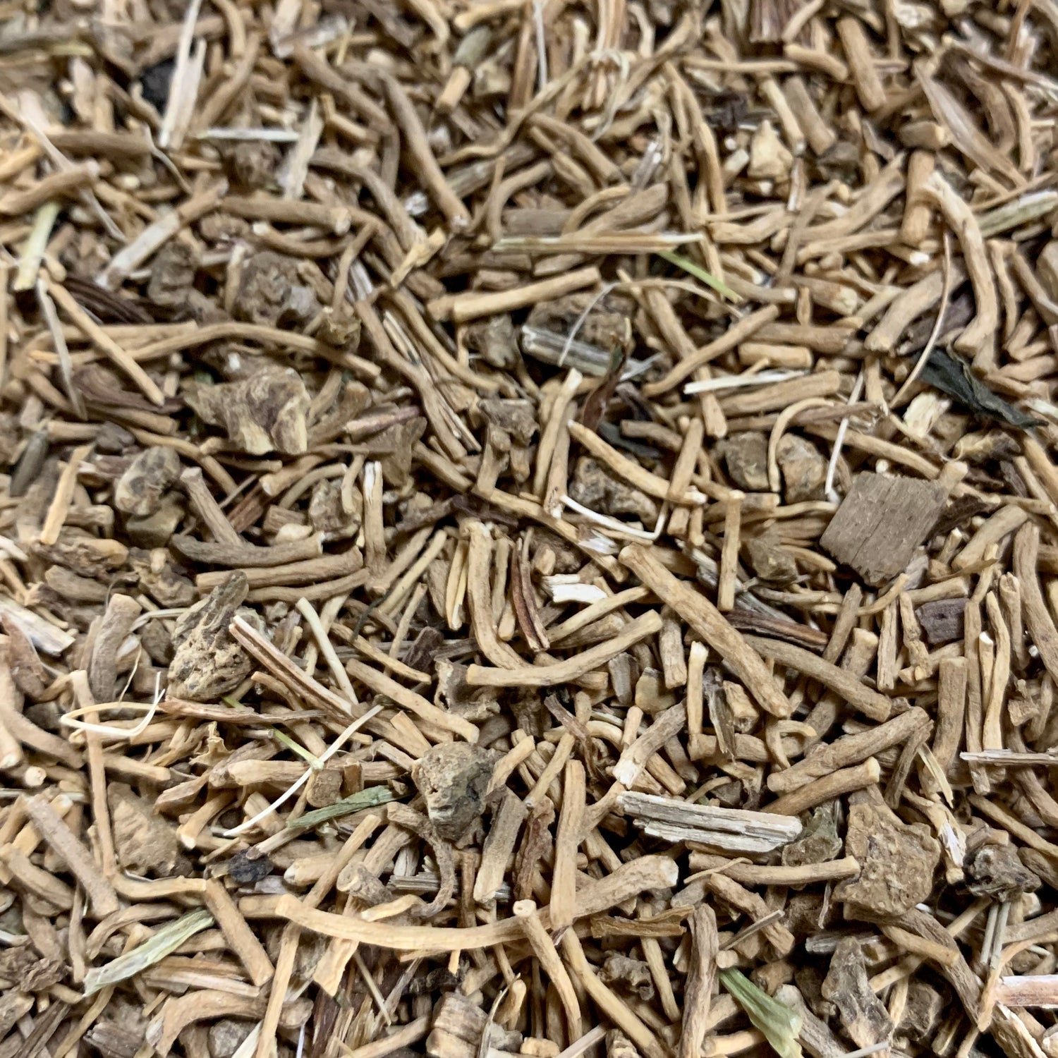 Valerian (Valeriana officinalis)