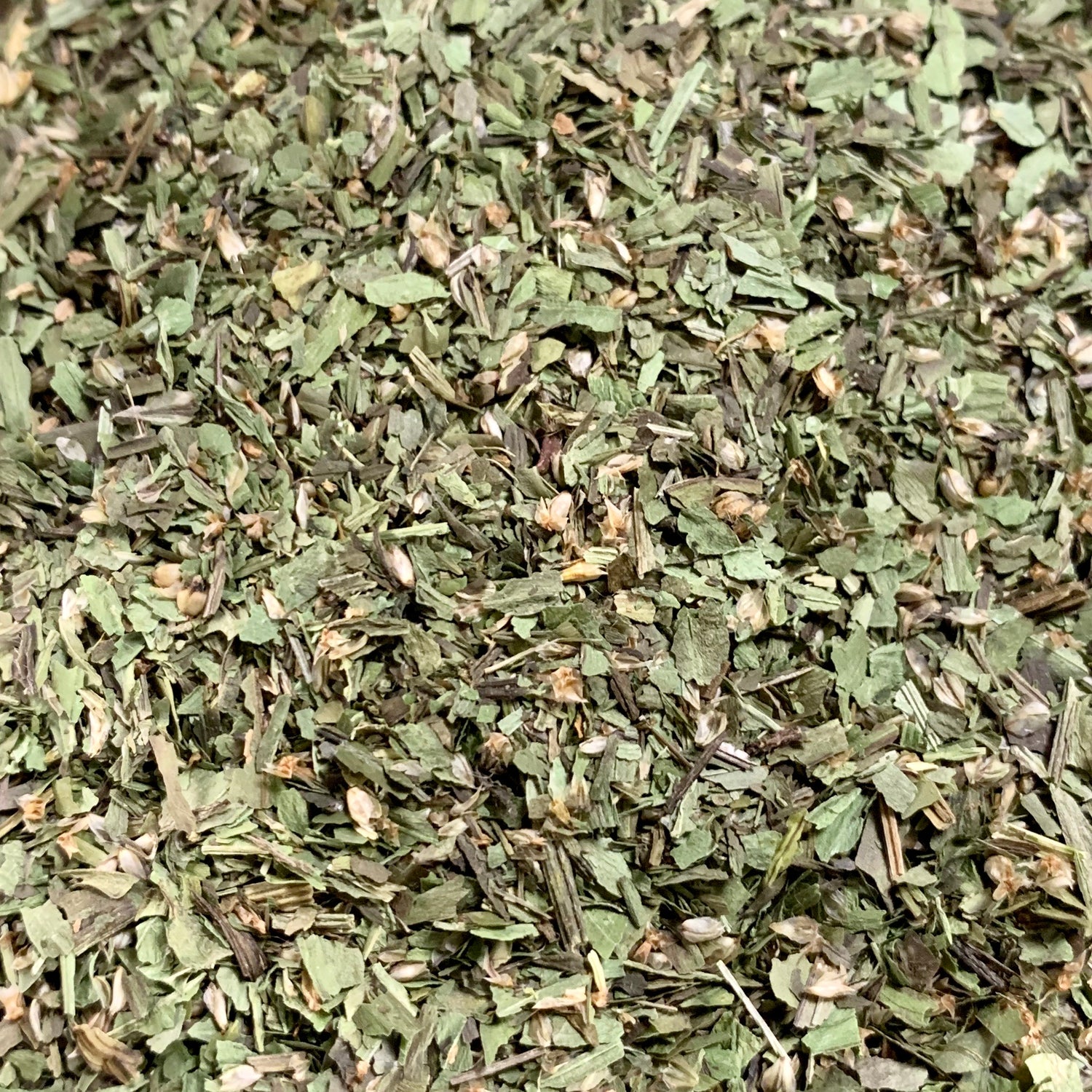 Plantain (Plantago major)