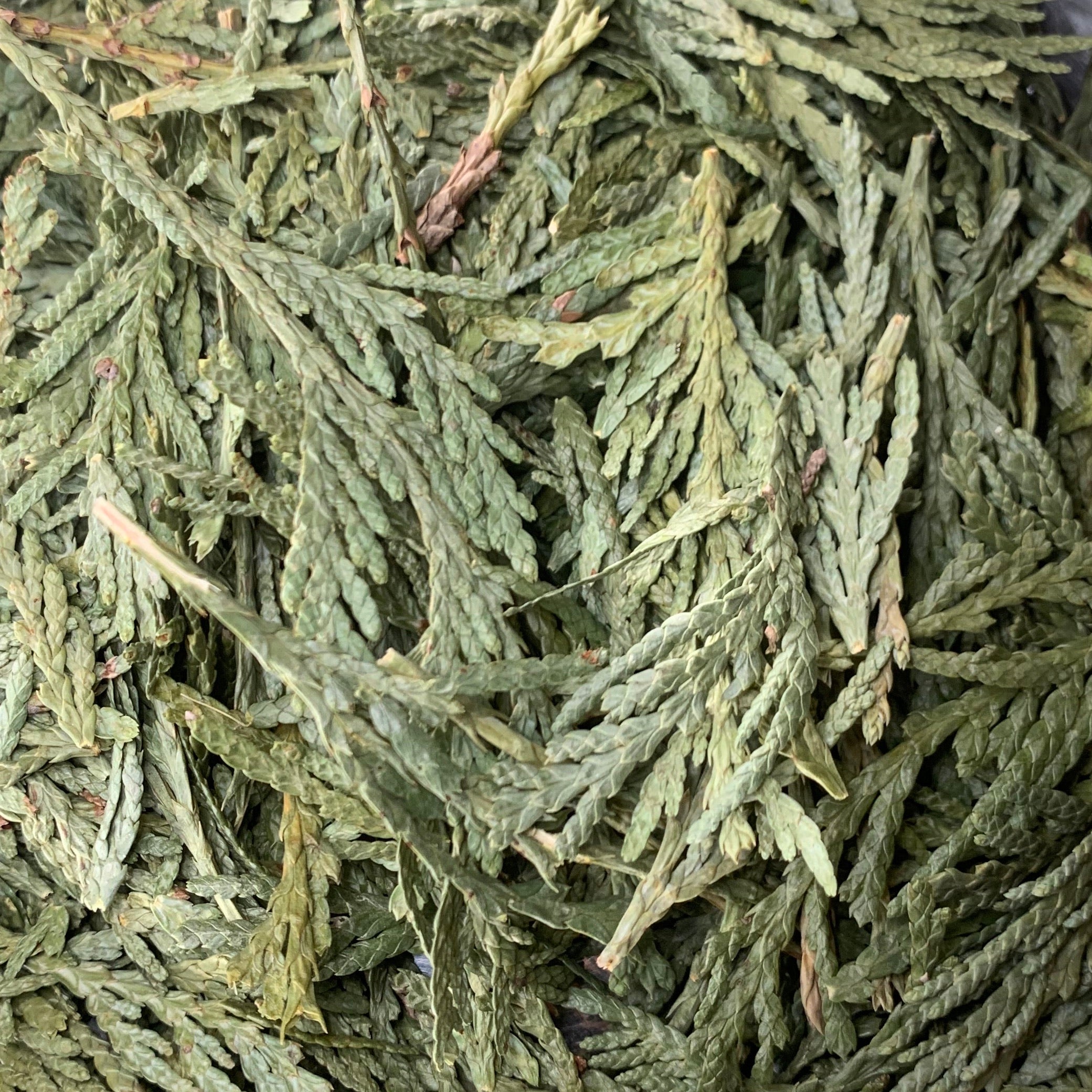 Cedar Tips (Thuja plicata)