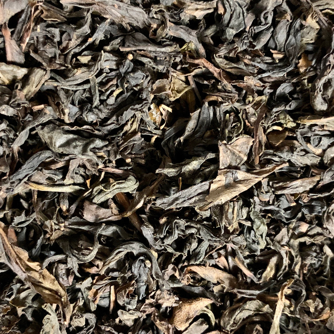 Oolong Tea (Camellia sinensis)