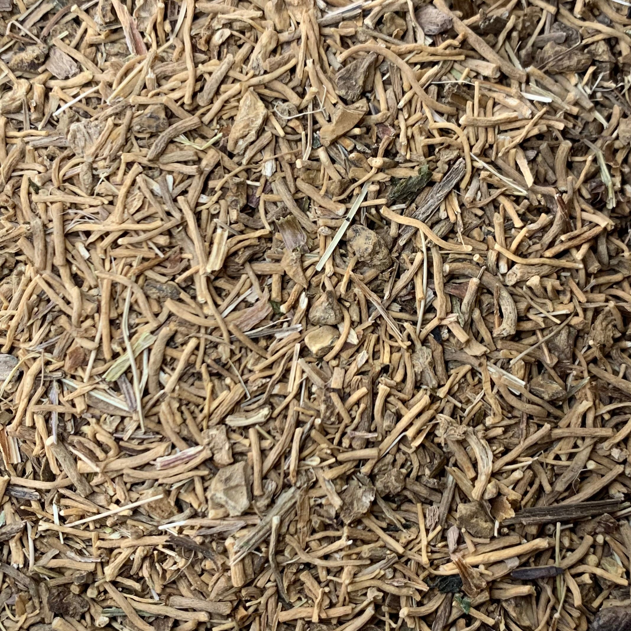 Valerian (Valeriana officinalis)