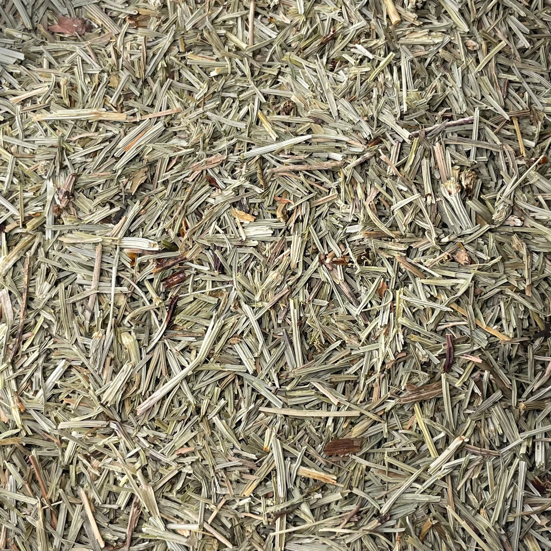 Horsetail (Equisetum arvense)