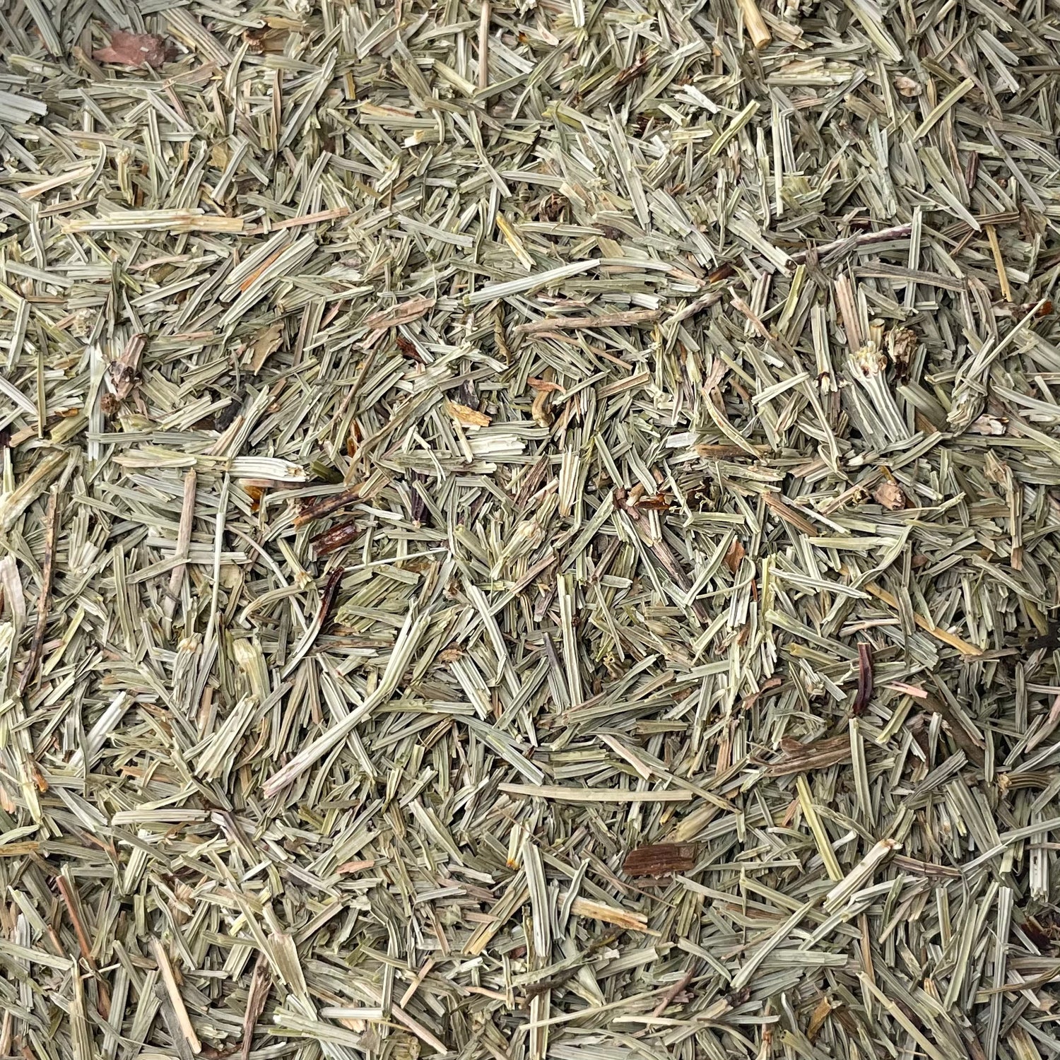 Horsetail (Equisetum arvense)