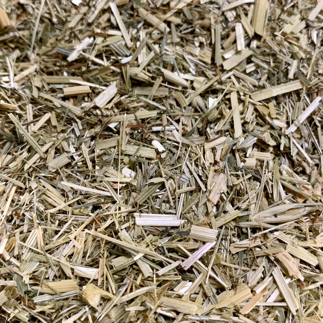 Oat straw (Avena sativa)