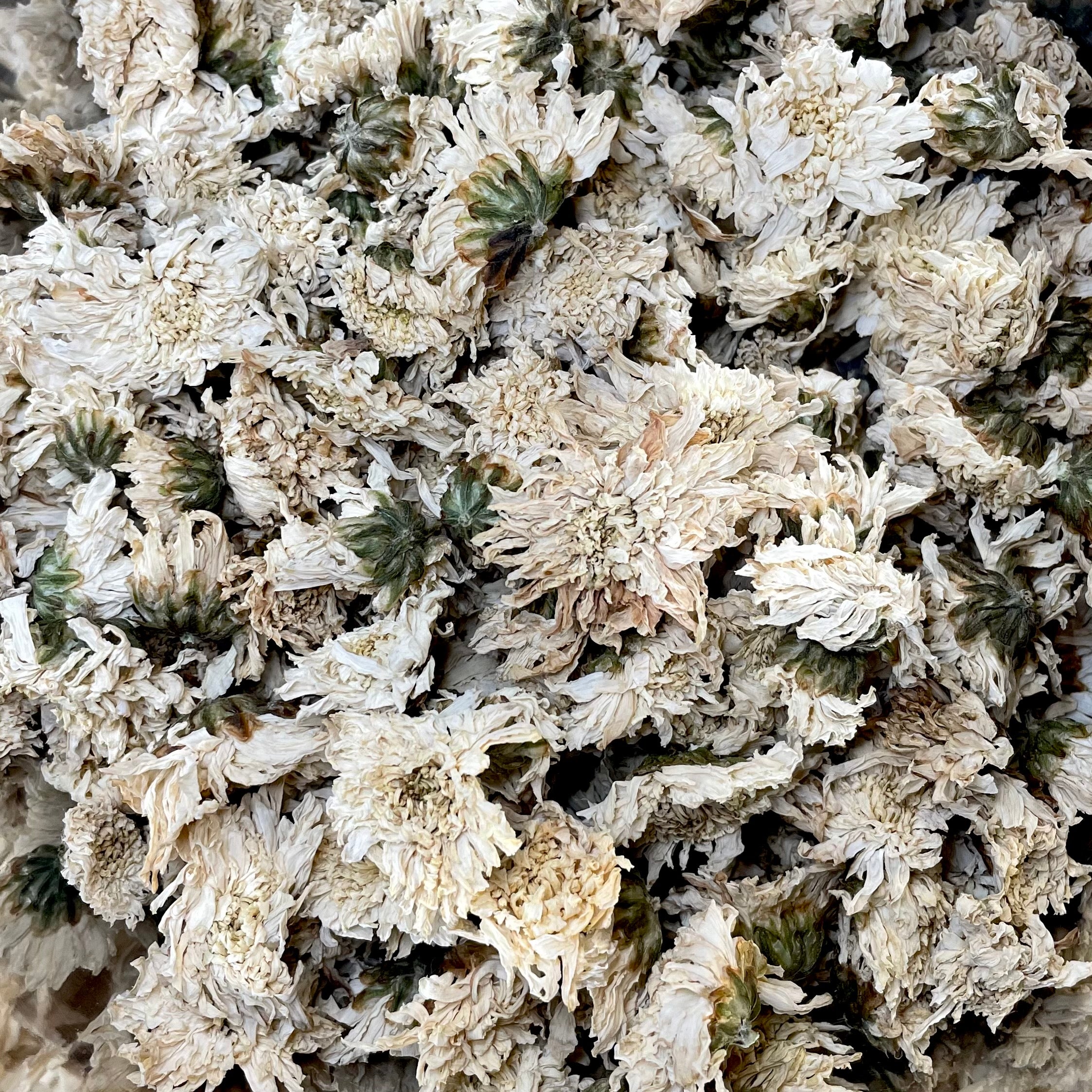 Chrysanthemum Flowers (C. morifolium)