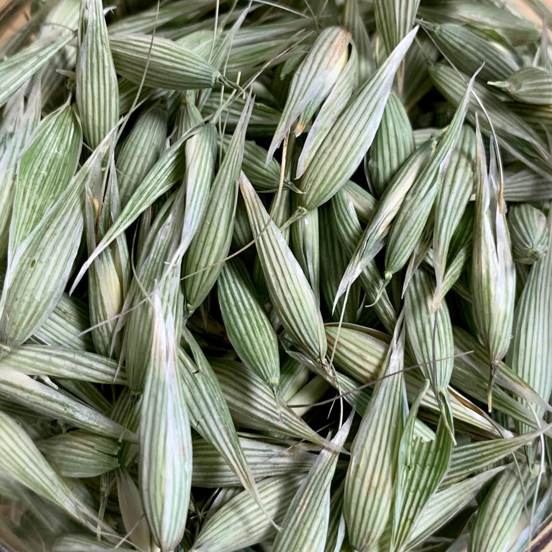 Oat Tops (Avena sativa)