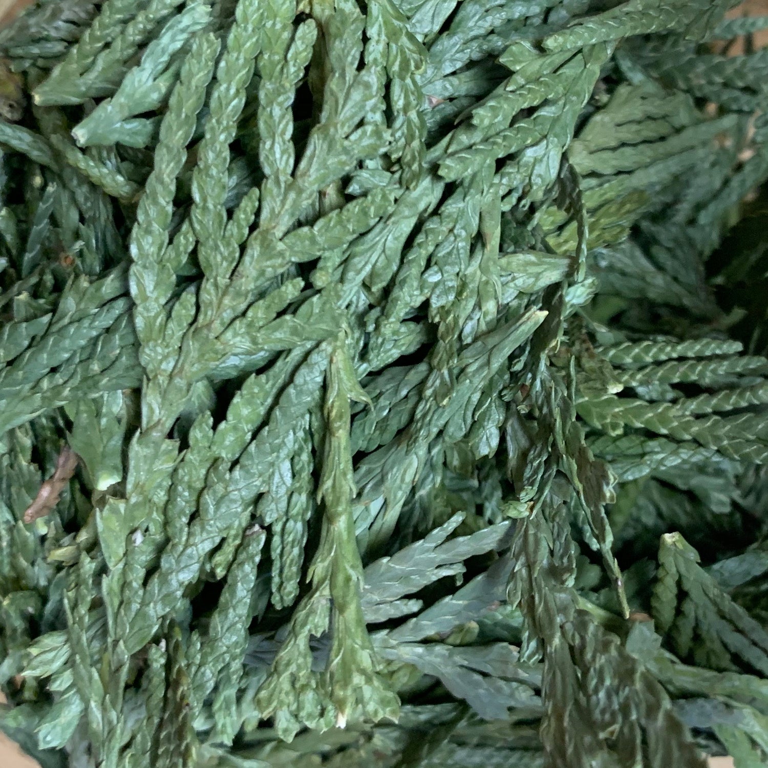 Cedar Tips (Thuja plicata)