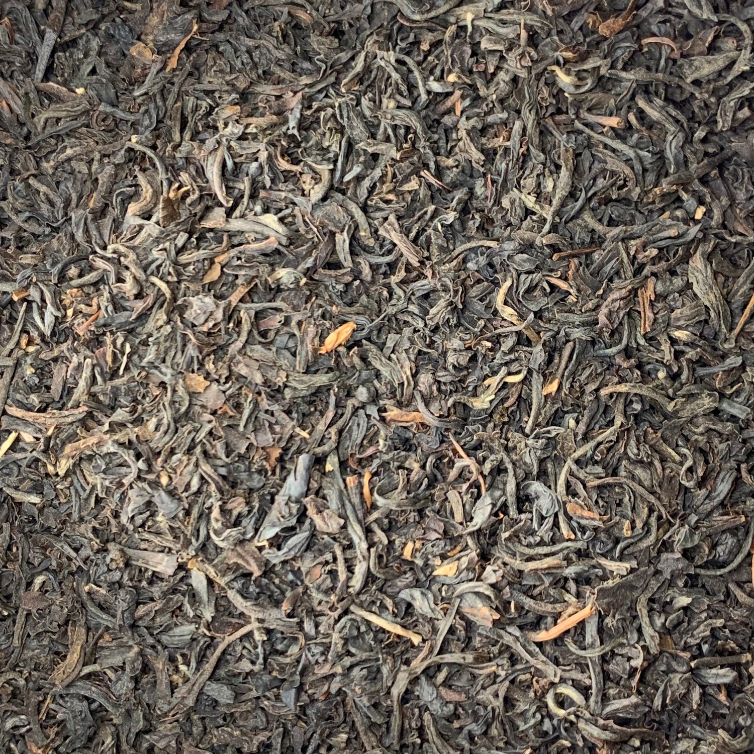 Assam Black Tea (Camellia sinensis)