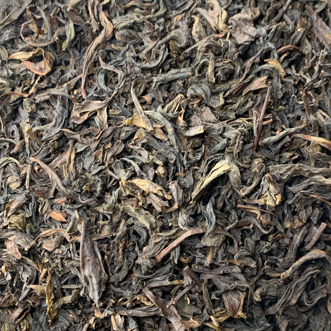 Oolong Tea (Camellia sinensis)