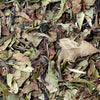 White Peony Tea (Camellia sinensis)