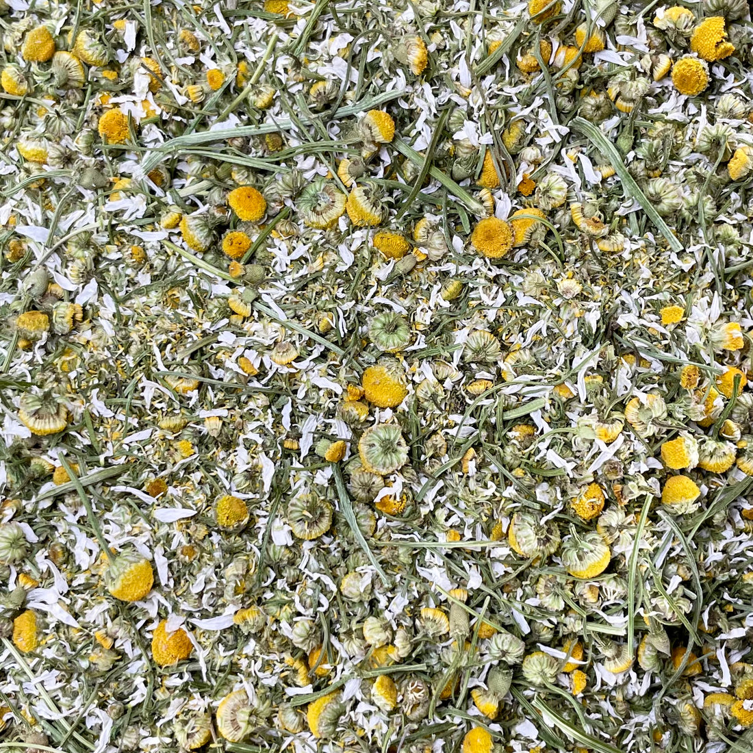 Chamomile (Matricaria recutita)